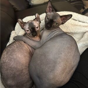 ***DO NOT PURCHASE***